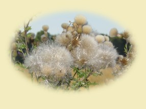 Pluizenplant