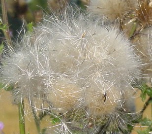 Pluizenplant