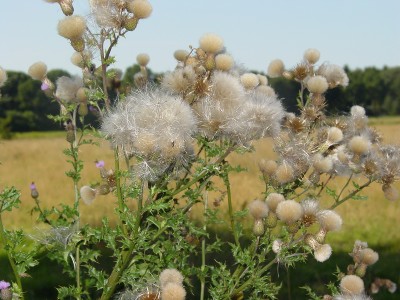 Pluizenplant