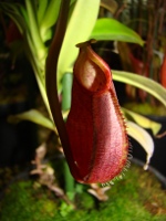 Vleesetende plant