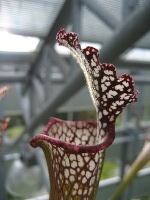 Vleesetende plant