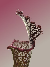 Vleesetende plant