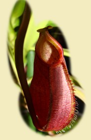 Vleesetende plant