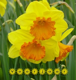 Narcis