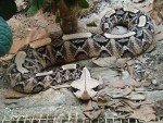 Adder