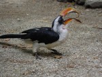 Tokvogel