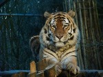 Tijger