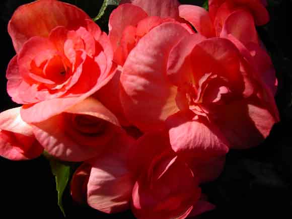 bloem1