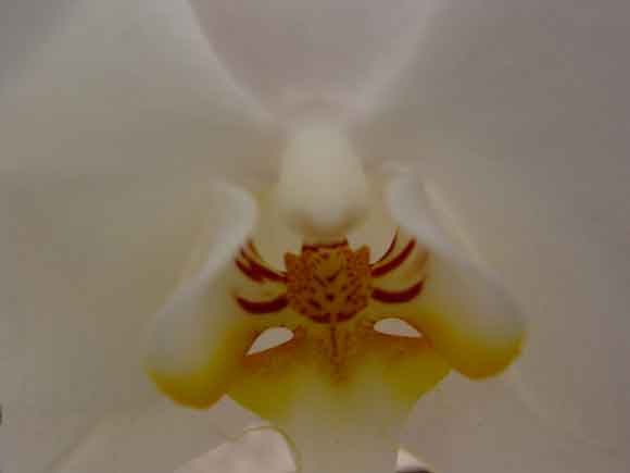 bloem2
