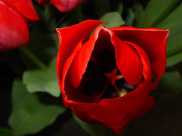 bloem4