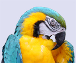 Ara