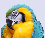 Ara
